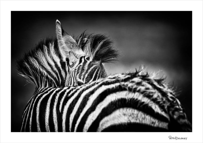 zebrafoallookingback-800x562.jpg