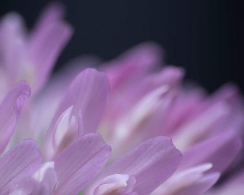 0004_05SoftboxIMG_6950.CR2_-800x640.jpg