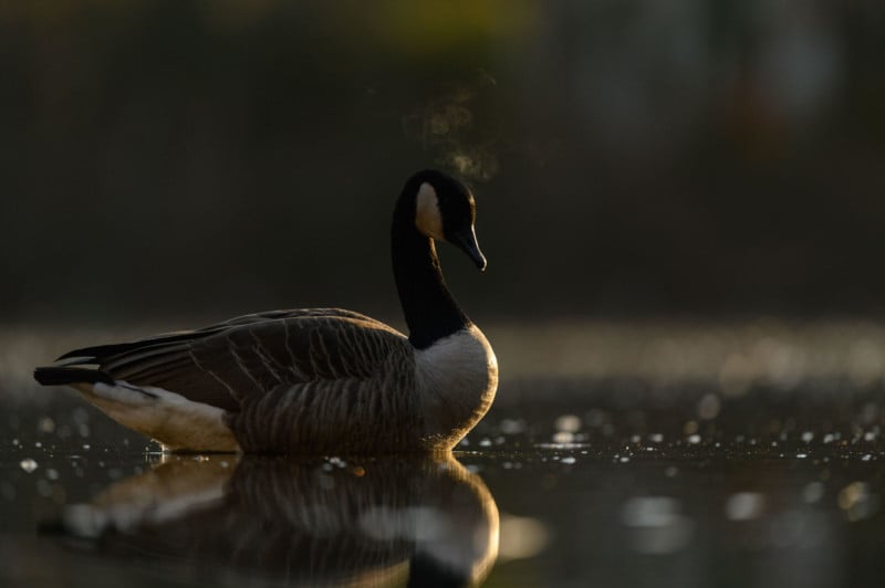 ray-hennessy-nikon-z6ii_008-800x532.jpg