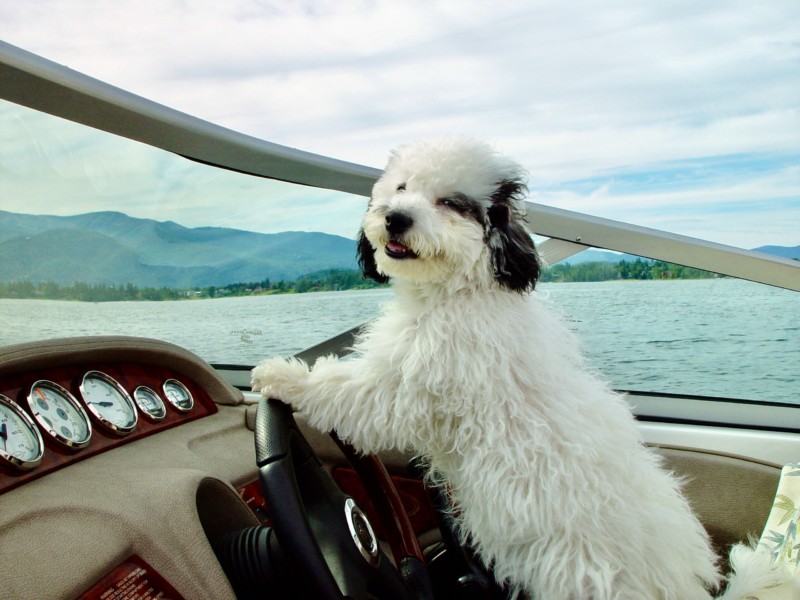 Donna-Deshon_Licensed-to-drive-800x600.jpg
