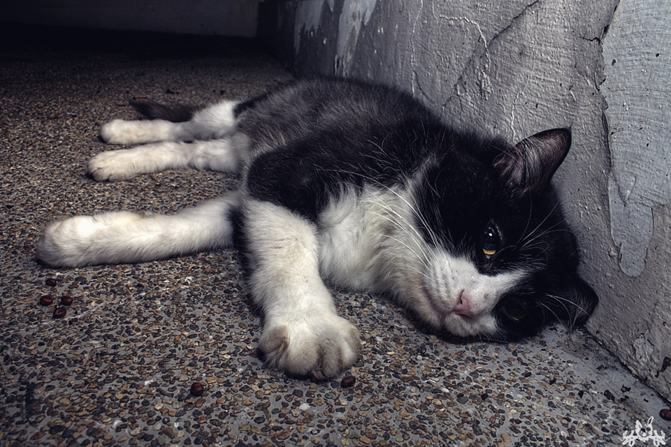 Cat_nap_zzz_by_Draken413o.jpg