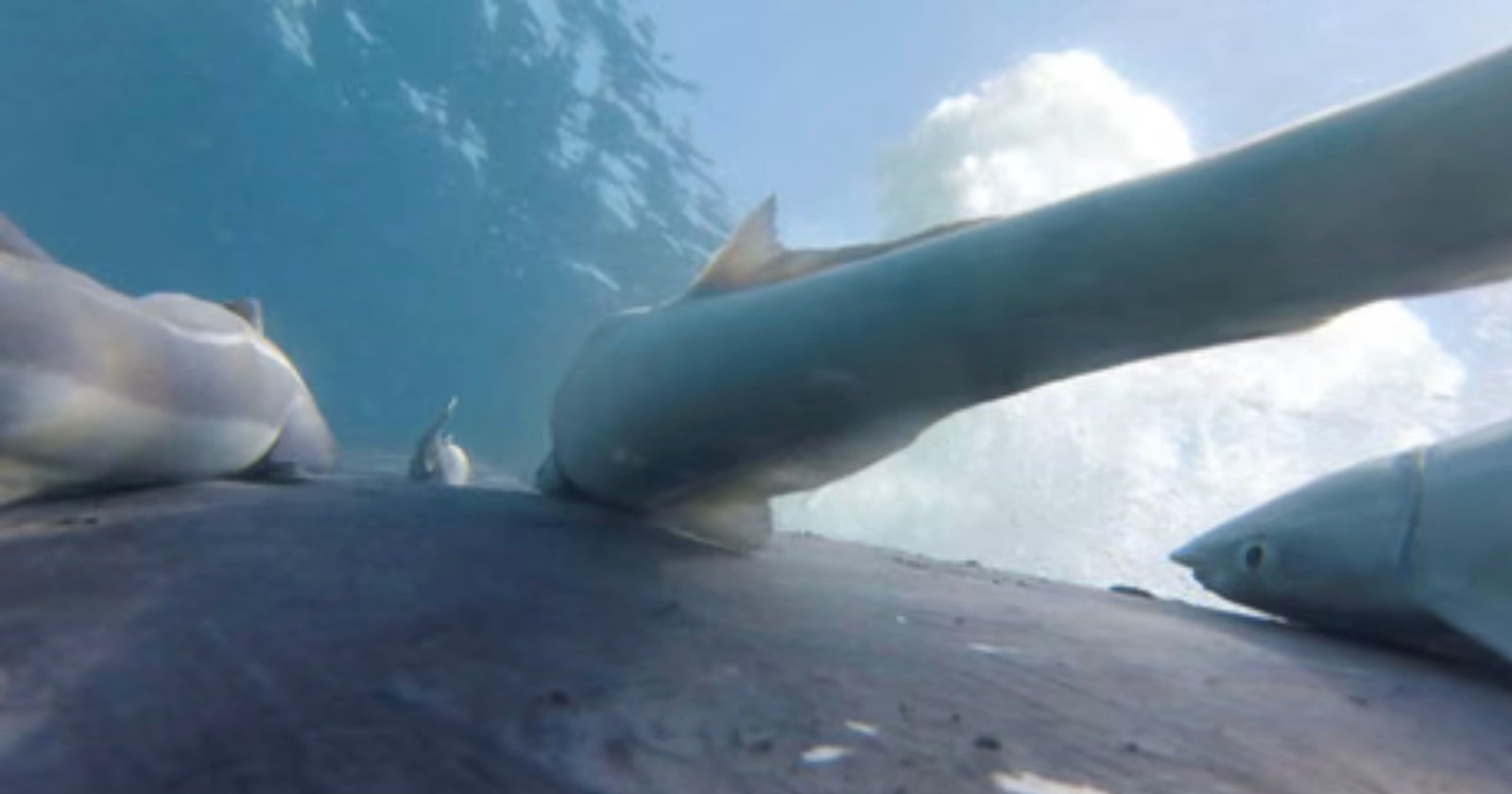 Underwater view of several fish clinging to the side of a large marine animal, possibly a whale, with sunlight filtering through the water and bubbles rising in the background.