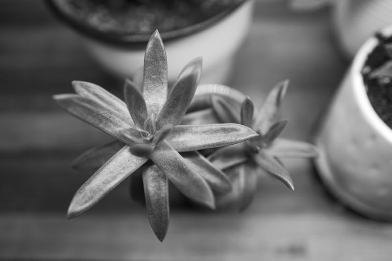 Leica-Q2-Monochrom-example-photo-6-800x534.jpg