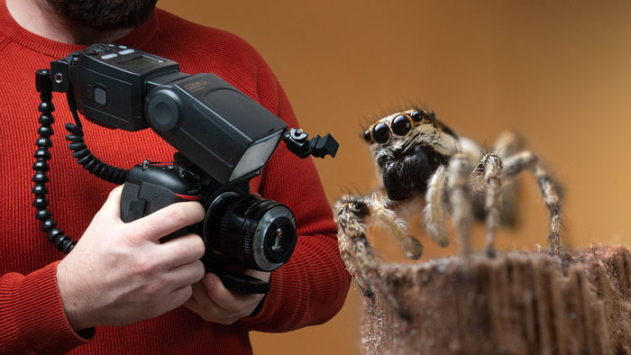 Macro Bug Photography on a Budget