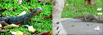 monitor+lizard.jpg