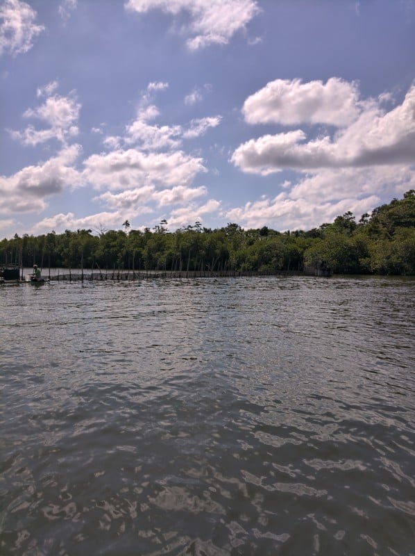 watermangrove-598x800.jpg