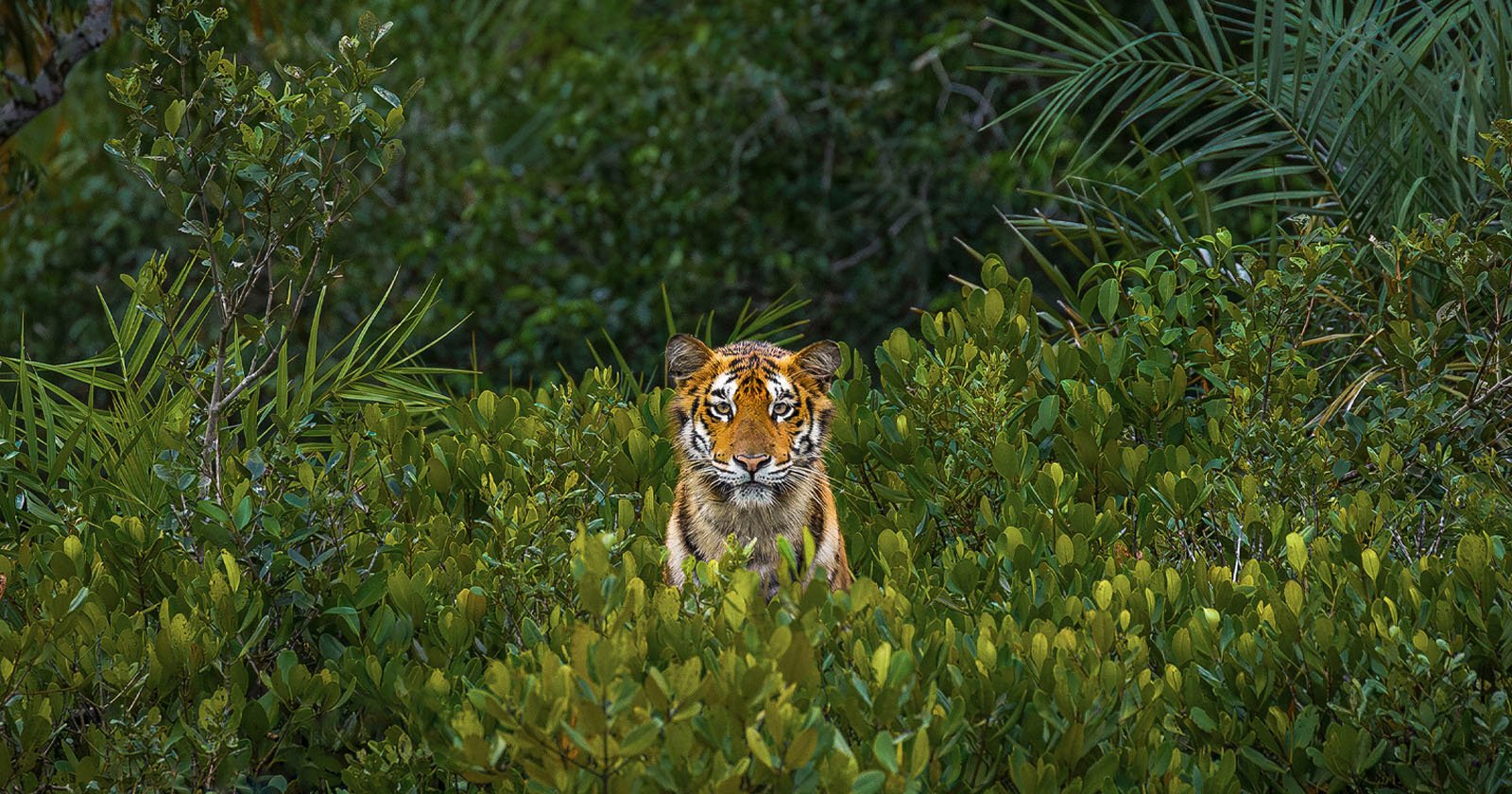 Mangrove photography awards winner