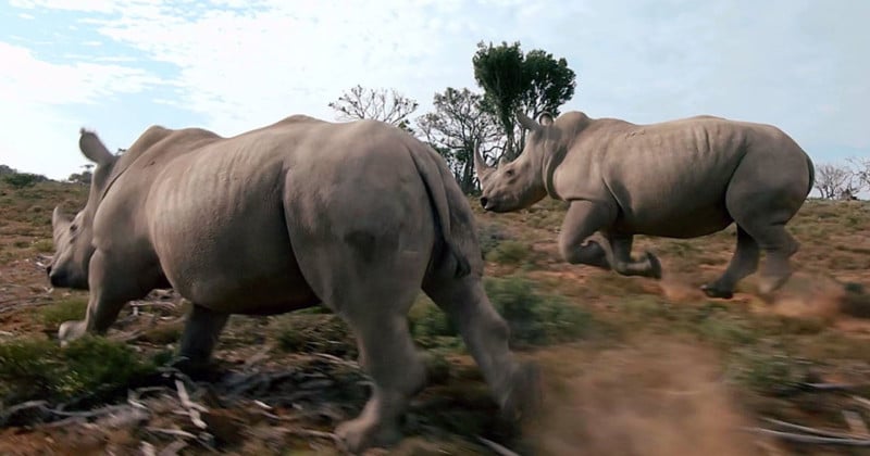 rhinovideo-800x420.jpg