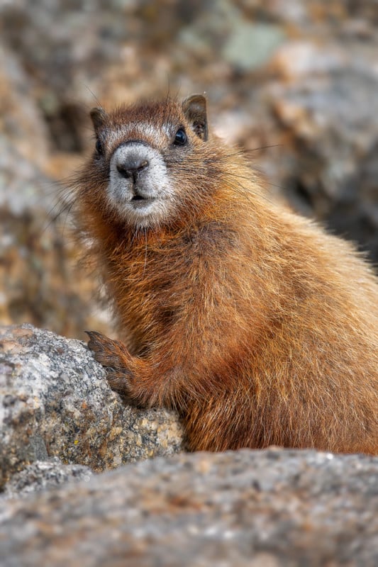 Marmot-Posing-533x800.jpg
