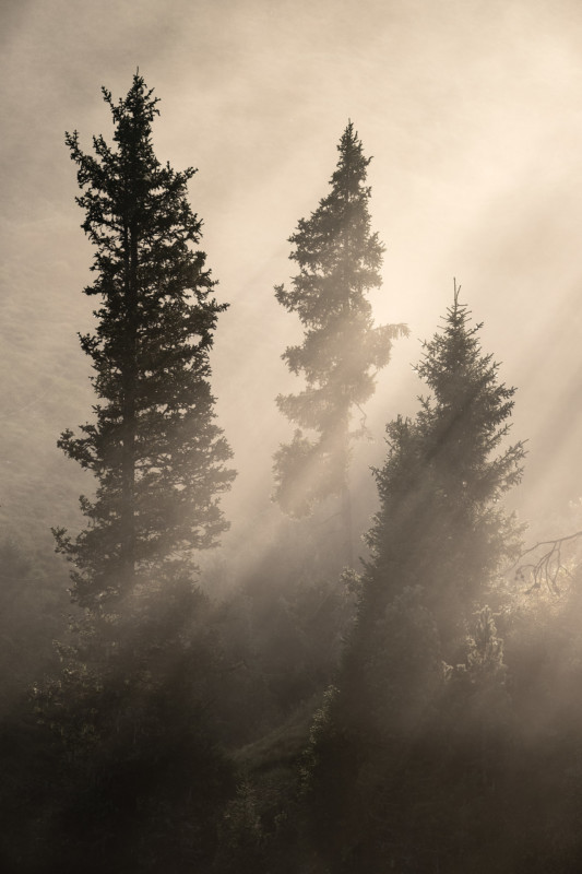 02-livieri_trees_rangemask-533x800.jpg