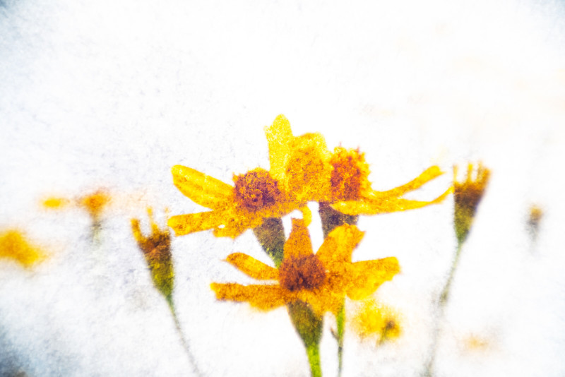 pictorialist-lens-2-800x534.jpg
