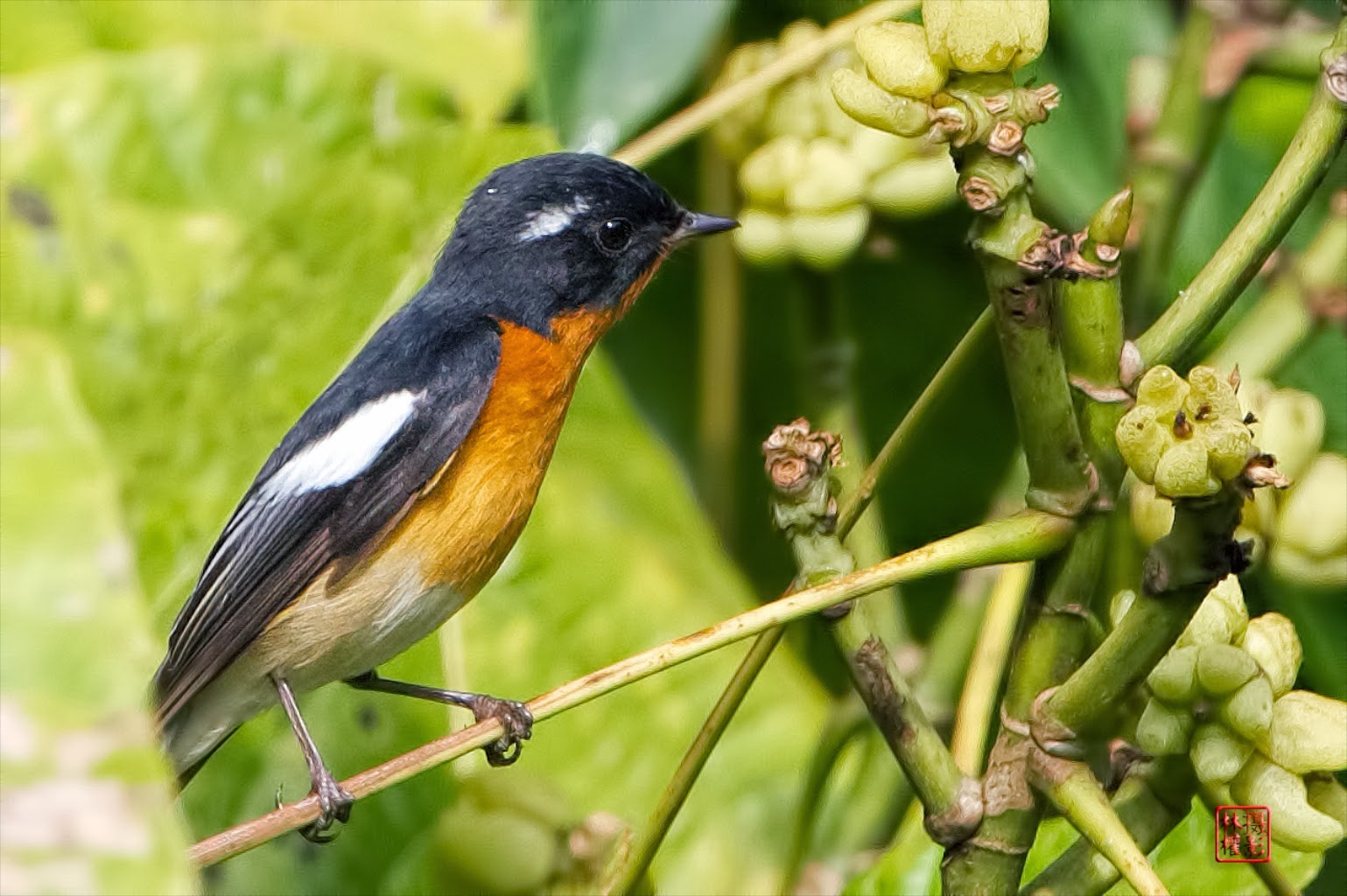 Mugimaki+Flycatcher