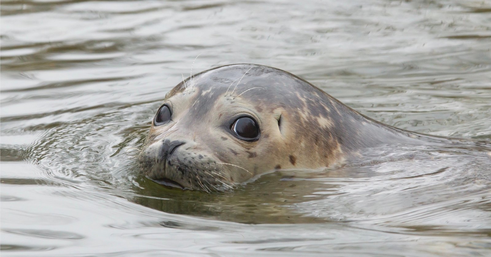 A seal with large dark eyes and spotted fur peeks its head above the surface of calm water, looking directly at the camera.
