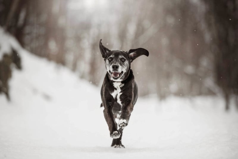 Shadow-6849-800x534.jpg