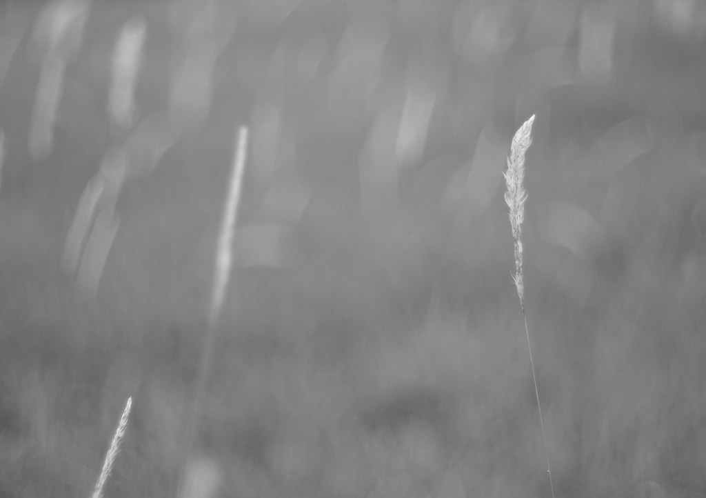 8248091306_a5d29d431d_b.jpg