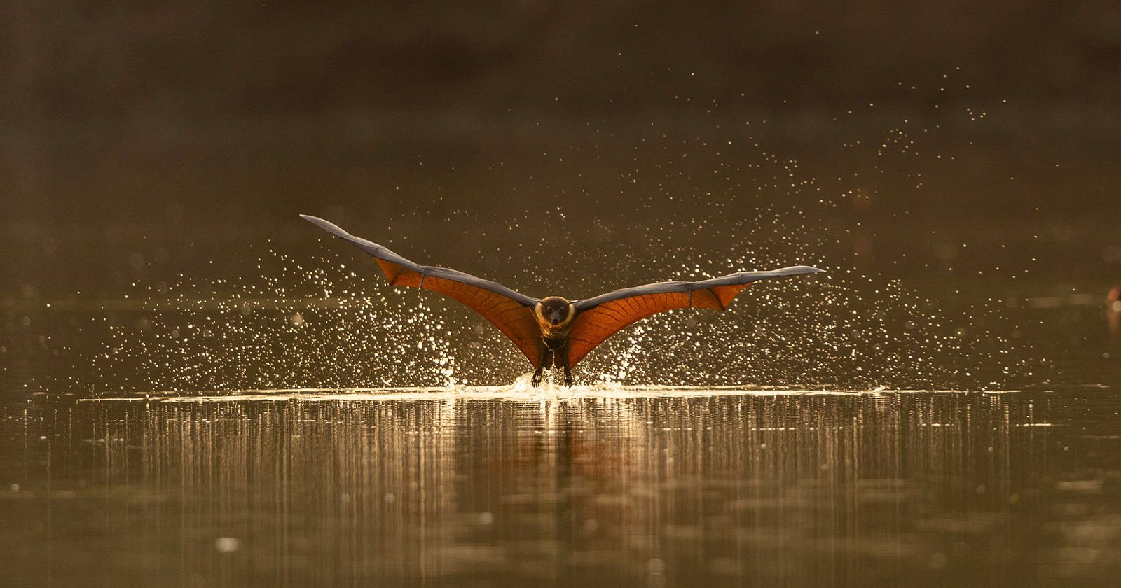 A bat with outstretched wings skims the surface of a calm body of water, creating splashes and ripples in the golden light.