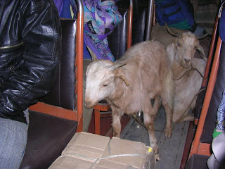 goat.jpg