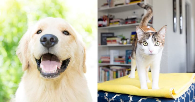 dogcatfeat-800x420.jpg