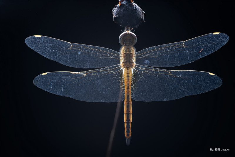 ttartisan-40mm-macro-example-petapixel-1-800x533.jpg