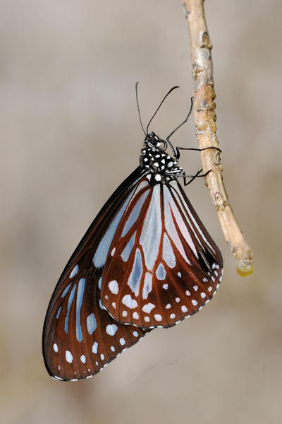 Chocolate_Tiger_by_inckurei.jpg