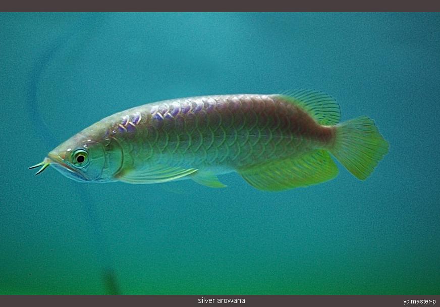 afish3.JPG