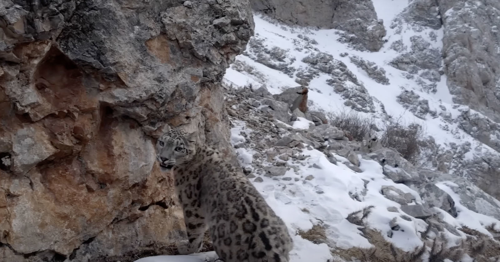 snow leopard