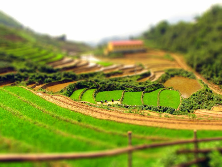 IMG_0646-tiltshift.jpg