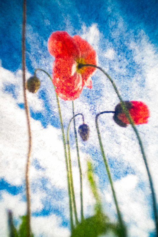 pictorialst-lens-1-534x800.jpg