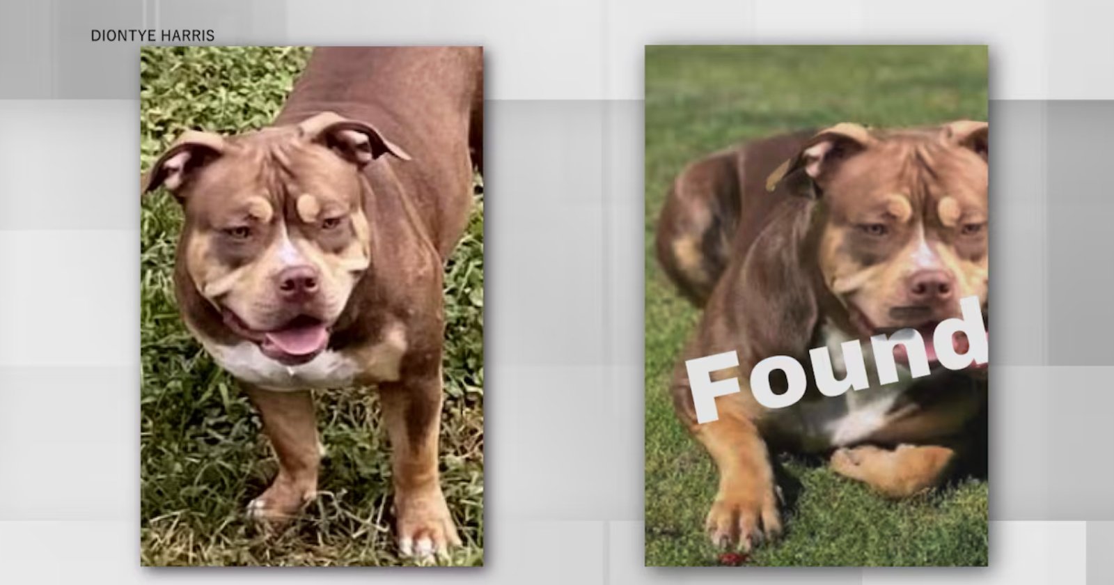 dog owner scammedmissing dog