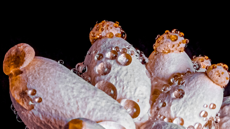 Jens Braun's mushroom macro timelapse setup