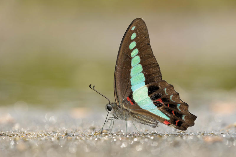 common_bluebottle_060311_by_inckurei-d3b0mr5.jpg