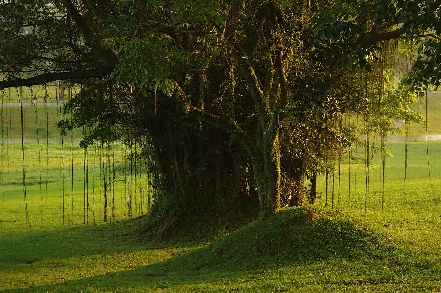 afigtree1.JPG