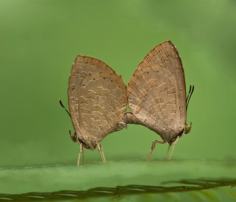 Bigg__s_Brownie_Mating_by_inckurei.jpg