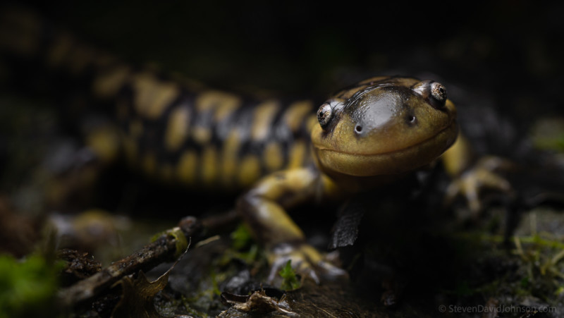 underwater-macro-photography-petapixel-12-800x451.jpg