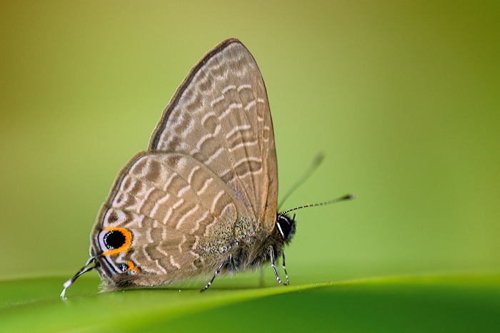Pointed_Line_Blue_020109_2_by_inckurei.jpg