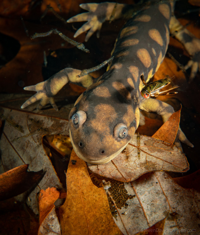underwater-macro-photography-petapixel-10-684x800.jpg