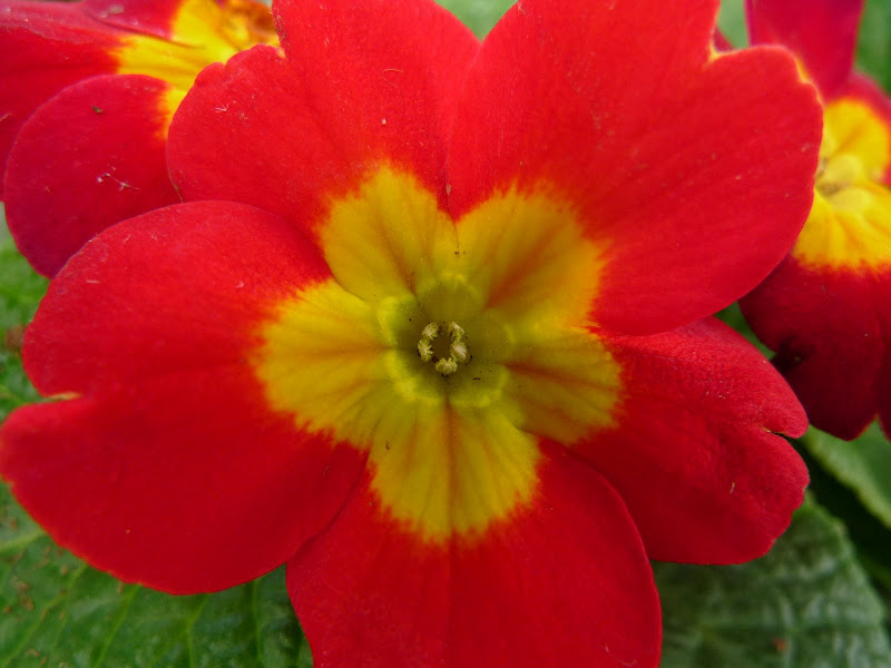 Nice%20flower.JPG