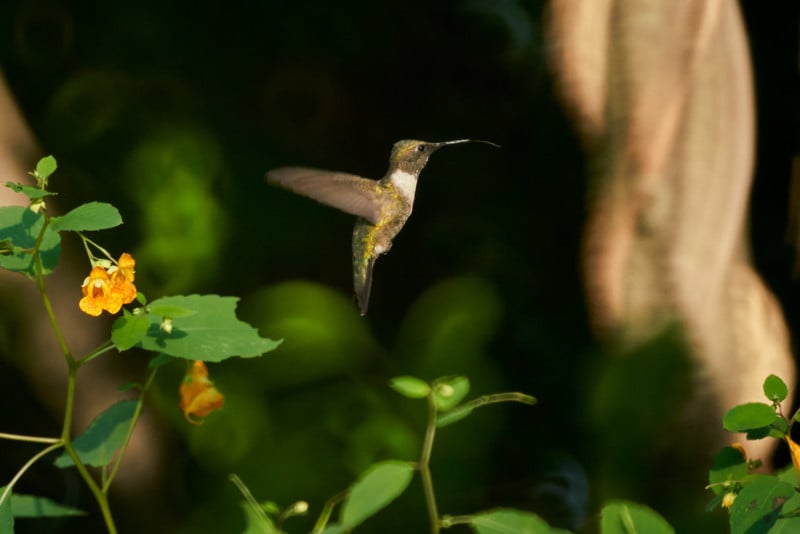 tokina-400mm-reflex-mf-lens-sample-3815-800x534.jpg