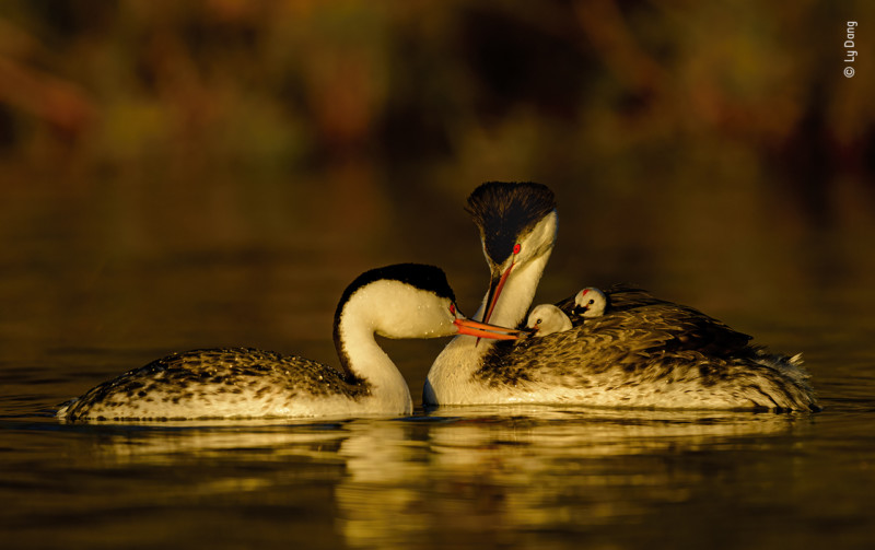 People’s Choice option for Wildlife Photographer of the Year 2021