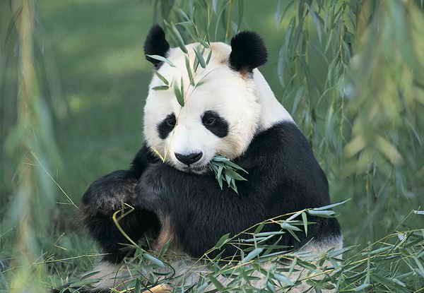 Giant%20Panda.jpg