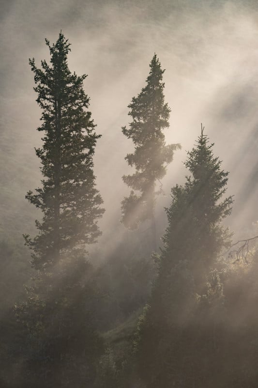 03-livieri_trees_dehaze-533x800.jpg