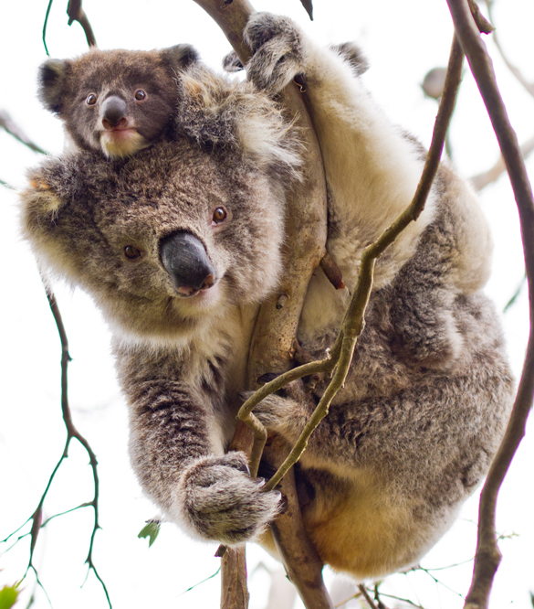 melbkoala2.jpg