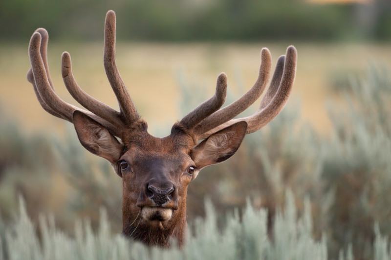 elk-peeking-over-sage-800x533.jpg