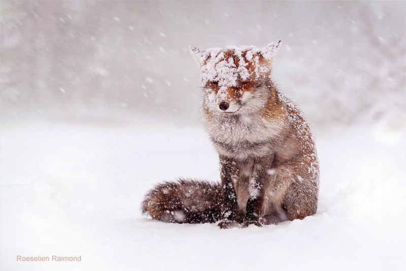 fox_in_a_blizzard-61b88675d0bdf__880-800x534.jpeg