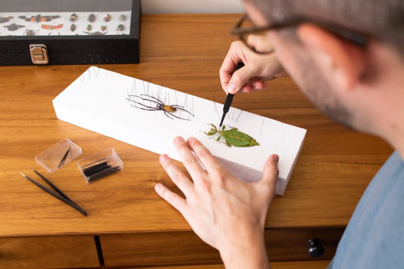 insect-art-process-800x533.jpg