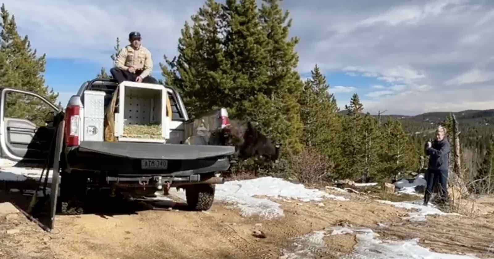 A bear is seen exiting a cage from the back of a pickup truck in a forested area with snow on the ground. A person sits on the truck's edge, and another stands nearby, observing the scene.