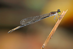 3344486034_0d5836bee8_m.jpg