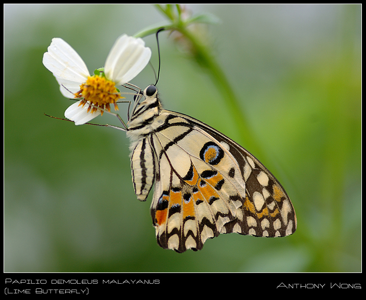 Lime_Butterfly_310808_by_inckurei.jpg