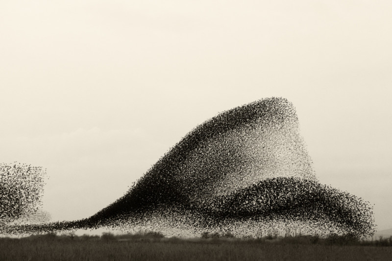 BLACK-SUN-72-800x533.jpg