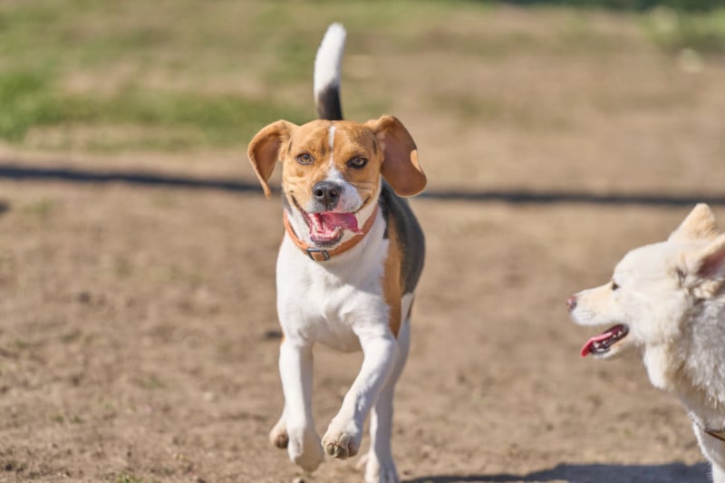 Sony-A-1-Dog-Park-AF-Tracking-Test-Harley-800x533.jpg